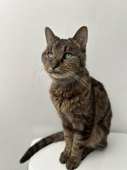 Rescue Domestic Short Hair Cats for Adoption in Chicago, Illinois - Ruby | PetCurious