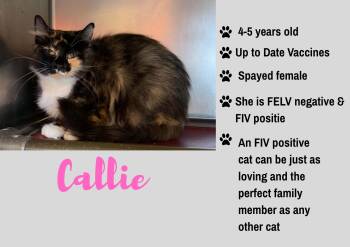 Callie -  Domestic Medium Hair Cat for Adoption in Junction City, Kansas - Callie | PetCurious