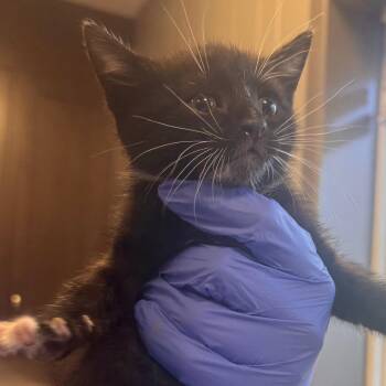 Domestic Short Hair Cats Available for Adoption in Wilmington, Delaware - Zesty Italian | PetCurious
