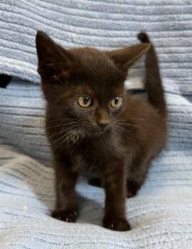 Midnight -  Domestic Short Hair Cat for Adoption in Lagrange, Indiana - Midnight | PetCurious