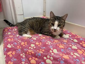 Selma -  Domestic Short Hair Cat for Adoption in Queenstown, Maryland - Selma | PetCurious