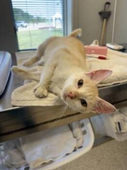 Creamsicle -  Domestic Short Hair Cat for Adoption in Lafayette, Indiana - Creamsicle | PetCurious