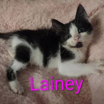 Baby Lainey -  Domestic Short Hair Cat for Adoption in Wyandotte, Michigan - Baby Lainey | PetCurious