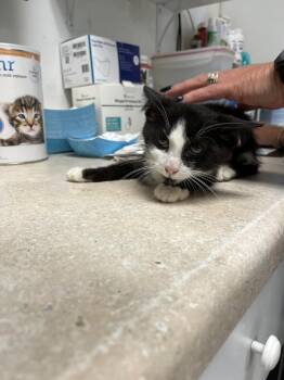 Cyan -  Domestic Short Hair Cat for Adoption in Ontario, California - Cyan | PetCurious