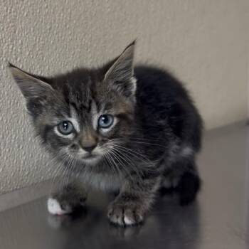 Stairin -  Domestic Short Hair Cat for Adoption in Clavet, Saskatchewan - Stairin | PetCurious