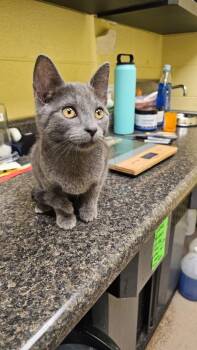 Domestic Short Hair Cats Available for Adoption in Crossville, Tennessee - Brook | PetCurious