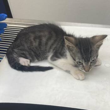 Edmund -  Domestic Short Hair Cat for Adoption in Galveston, Texas - Edmund | PetCurious