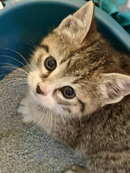 Domestic Short Hair and Tabby Cats Available for Adoption in Rochester Hills, Michigan - Pinky | PetCurious