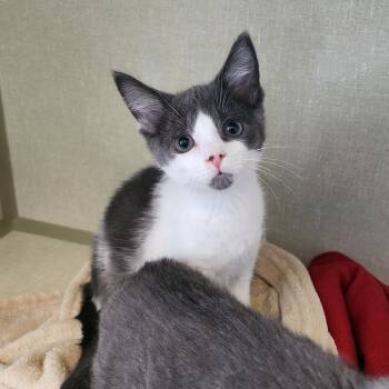 Rescue Domestic Short Hair Cats for Adoption in Monroe, Michigan - Frodo | PetCurious