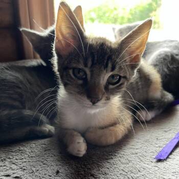 Tiger Lily -  Domestic Short Hair Cat for Adoption in Santa Rosa, California - Tiger Lily | PetCurious