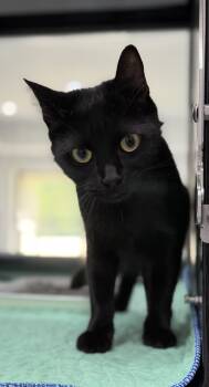 Malibu -  Domestic Short Hair Cat for Adoption in Tom Bean, Texas - Malibu | PetCurious
