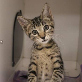 Meadow -  Domestic Short Hair Cat for Adoption in Champaign, Illinois - Meadow | PetCurious