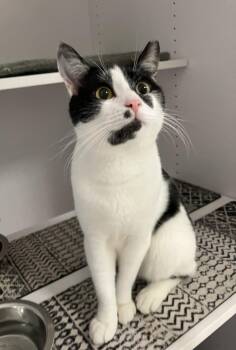 Darby Allin -  Domestic Short Hair Cat for Adoption in Dublin, Ohio - Darby Allin | PetCurious