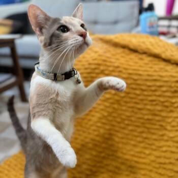 Mama Sushi -  American Shorthair Cat for Adoption in Los Angeles, California - Mama Sushi | PetCurious