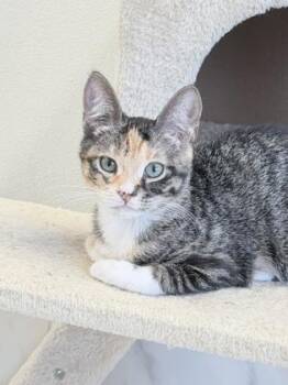 Abby Cadabby -  Domestic Short Hair Cat for Adoption in Venice, Florida - Abby Cadabby | PetCurious