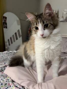Georgie -  Domestic Long Hair Cat for Adoption in Douglasville, Georgia - Georgie | PetCurious