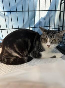 Rescue Domestic Short Hair Cats for Adoption in Fort Lauderdale, Florida - INDY | PetCurious