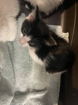 Domestic Short Hair Cats Available for Adoption - Bean | PetCurious