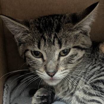 Molly -  Domestic Short Hair Cat for Adoption in Springfield, Illinois - Molly | PetCurious
