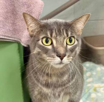 August -  Domestic Short Hair Cat for Adoption in Sacramento, California - August | PetCurious