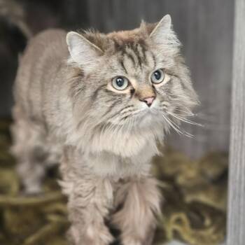 Momo -  Domestic Long Hair Cat for Adoption in Lakewood, Colorado - Momo | PetCurious