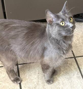 Moira Rose -  Domestic Long Hair Cat for Adoption in Ventura, California - Moira Rose | PetCurious