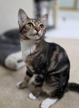 Constantinople -  Domestic Short Hair Cat for Adoption in Renton, Washington - Constantinople | PetCurious