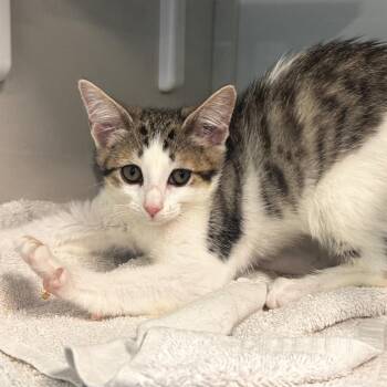 Calla -  Domestic Short Hair Cat for Adoption in Wheeling, Illinois - Calla | PetCurious