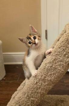e.l.f. -  Domestic Short Hair Cat Available for Adoption in Orlando, Florida - E.l.f. | PetCurious