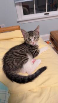 Gutter -  American Shorthair Cat for Adoption in Highland Park, New Jersey - Gutter | PetCurious