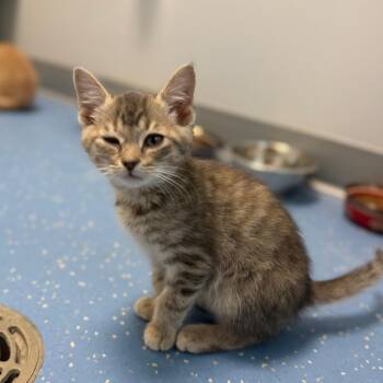 Domestic Short Hair Cats Available for Adoption in Watertown, New York - Anne Bonny | PetCurious