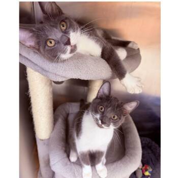 Priscilla and Suzette -  Domestic Short Hair Cat Available for Adoption in Stamford, Connecticut - Priscilla And Suzette | PetCurious