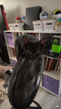 Blackie -  Domestic Short Hair Cat for Adoption in Deltona, Florida - Blackie | PetCurious
