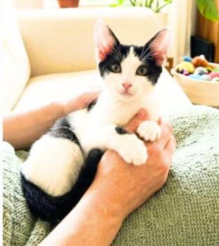Albert -  American Shorthair Cat for Adoption in Union City, New Jersey - Albert | PetCurious