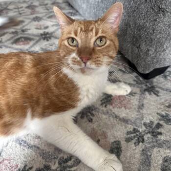 Tabby and Domestic Short Hair Cats Available for Adoption in Chicago, Illinois - Teddy | PetCurious