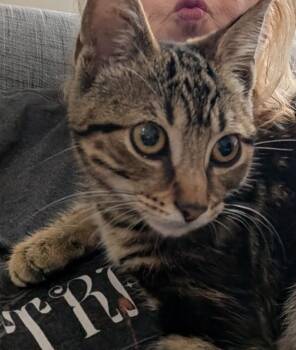Amelia -  Tabby Cat for Adoption in Hamilton, Ontario - Amelia | PetCurious