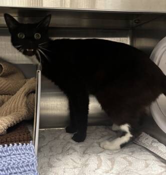 Rescue Domestic Short Hair Cats for Adoption in Pontiac, Michigan - Molly | PetCurious