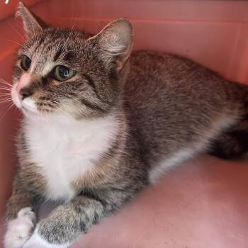 Domestic Short Hair Cats Available for Adoption in Johnstown, Pennsylvania - Boots | PetCurious