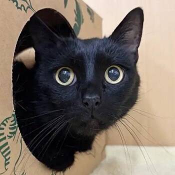 Fluffy -  Domestic Short Hair Cat for Adoption in Brentwood, Missouri - Fluffy | PetCurious