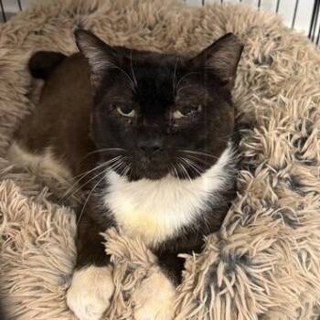 Bob -  Domestic Short Hair Cat Available for Adoption in Beaufort, South Carolina - Bob | PetCurious