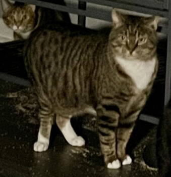 Rescue Tabby and Domestic Short Hair Cats for Adoption in Lexington, South Carolina - Alligator | PetCurious