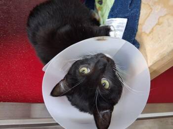 Mittens -  Domestic Short Hair Cat for Adoption in Lake Havasu City, Arizona - Mittens | PetCurious