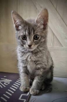 Tabby and Russian Blue Cats Available for Adoption in Bow, Washington - Sandy | PetCurious