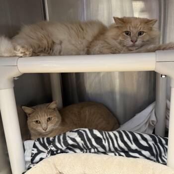 Rescue Domestic Long Hair Cats for Adoption in La Crescent, Minnesota - FURBY & CINNAMON (m) | PetCurious
