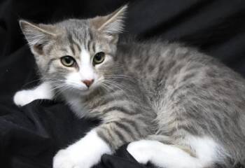 Bently -  Domestic Long Hair Cat for Adoption in Thief River Falls, Minnesota - Bently | PetCurious