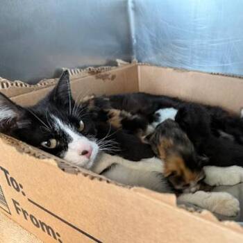 Cookie Monster FKA Oreo -  Domestic Short Hair Cat for Adoption in Philadelphia, Pennsylvania - Cookie Monster FKA Oreo | PetCurious