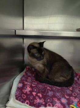 Surgeon General -  Domestic Short Hair Cat for Adoption in Richmond, Virginia - Surgeon General | PetCurious