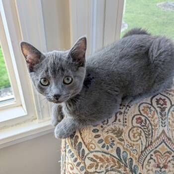 Tiger Cats Available for Adoption in Honeoye, New York - Bluebell | PetCurious