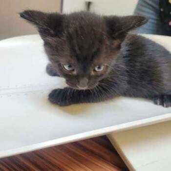Fusilli -  Domestic Short Hair Cat for Adoption in Memphis, Tennessee - Fusilli | PetCurious