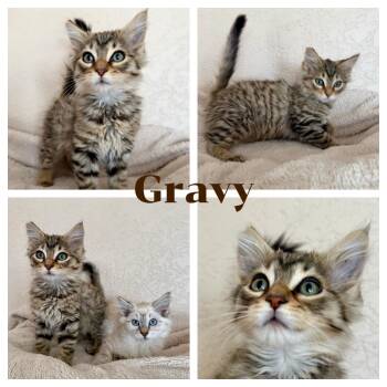 Gravy -  Domestic Long Hair Cat for Adoption in Hollister, California - Gravy | PetCurious